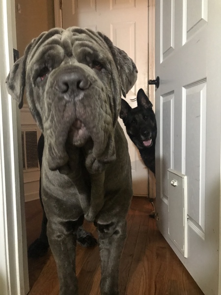 Tank and Zeus 