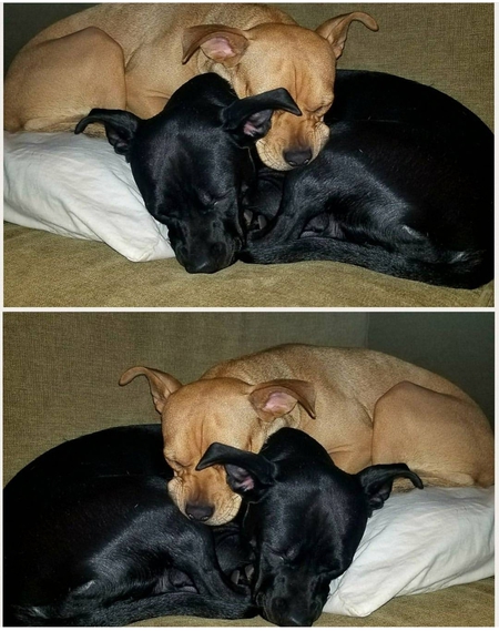 Daisy & Darla
