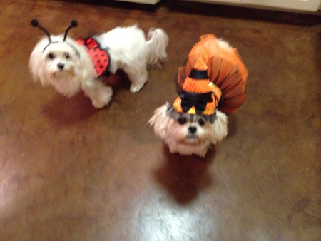 Gracie and Hollyanna
