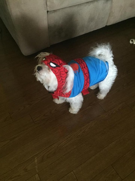 Bobo