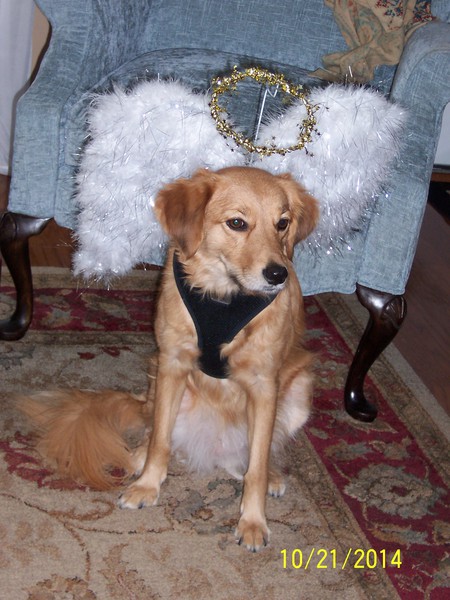 Angel