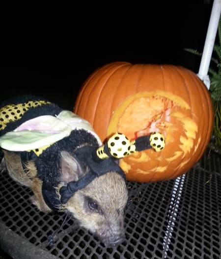 Kahlua the potbelly pig
