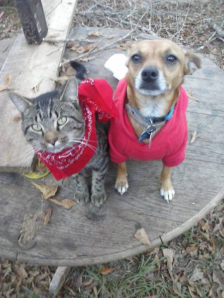 Rebel (dog) &  Sebastian (cat)