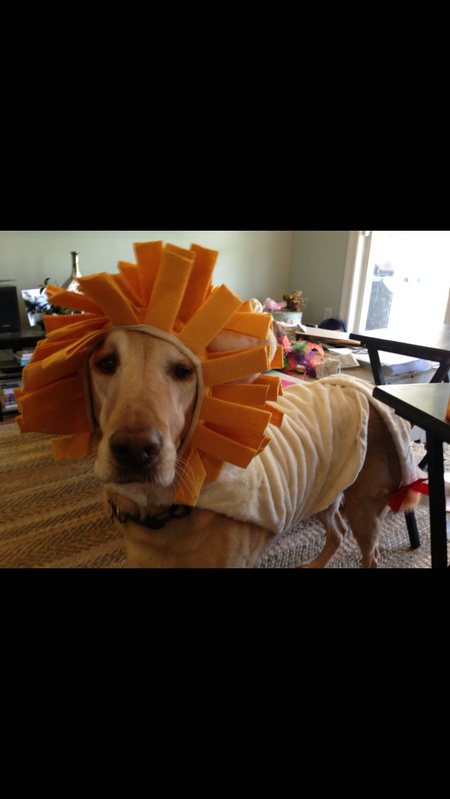 Sunny Boy