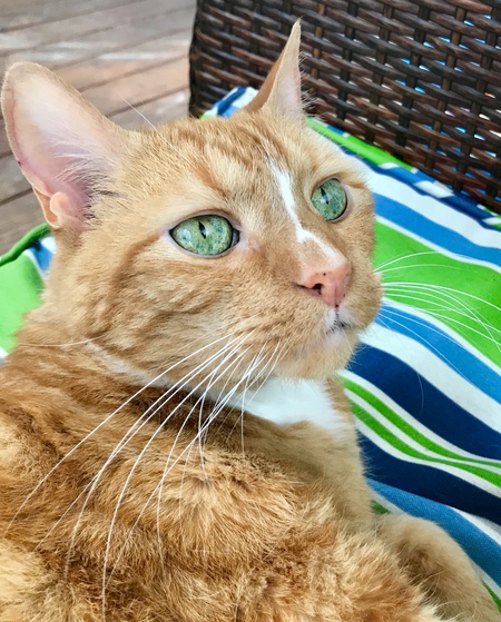Jameson