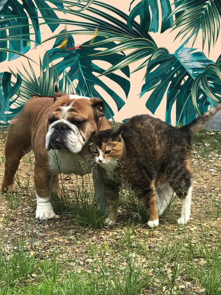 Vinny bulldog, Taurus cat