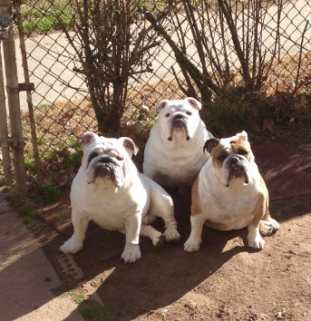 Wilbur, Bella and Gertie 