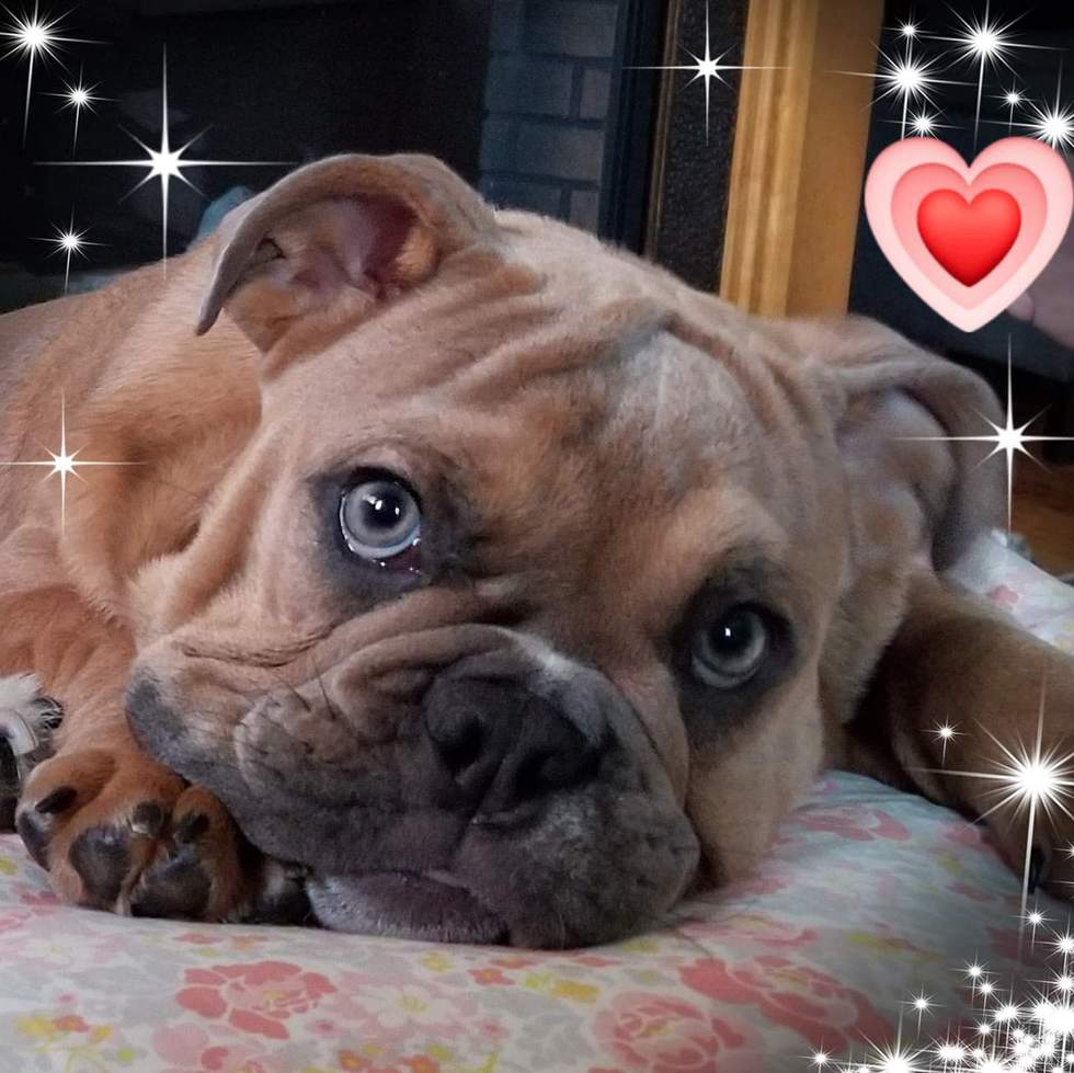 keystone bulldog rescue