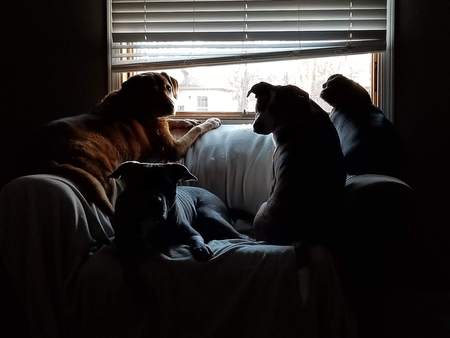 Ben, Diesel, Maggie, Hank