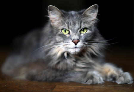 Bella 