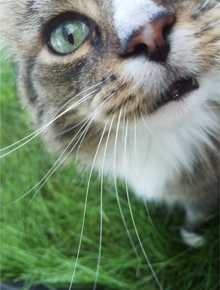 Gizmo 