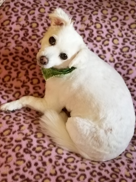 Little Lilly