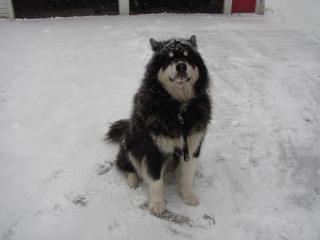Apollo