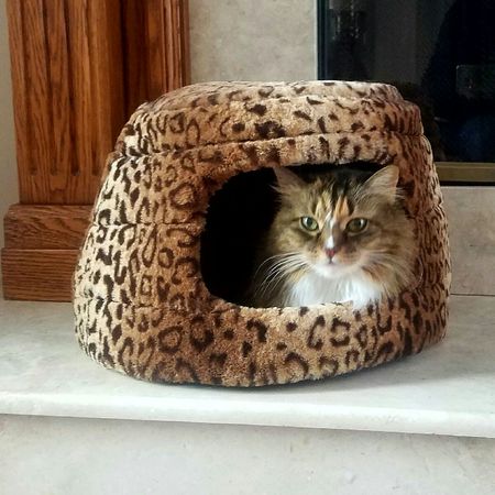 Mattie Cattie