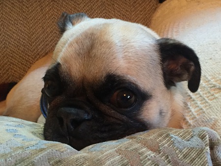 Thorin Oakenpug