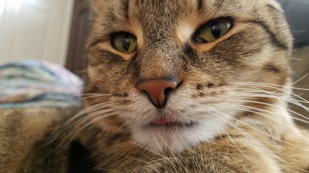 Jack Jack the cat cat