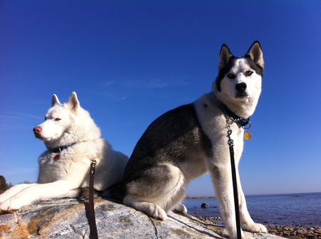 Riley & Jackson