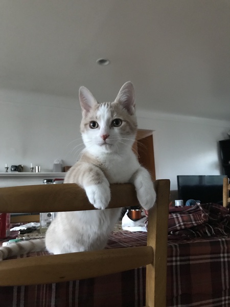 Oliver