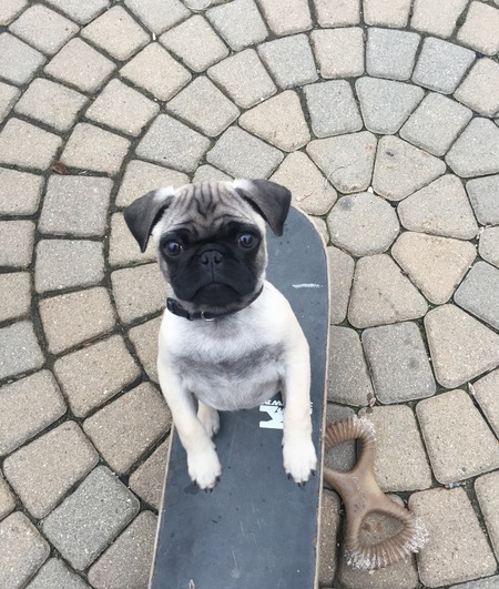 Mojo 