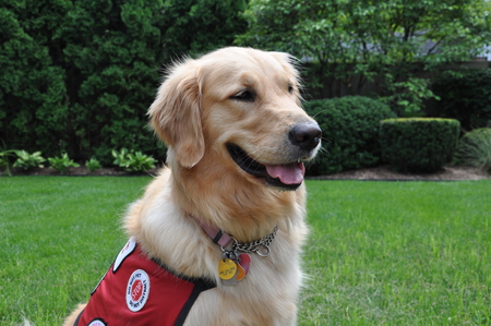 Magic the Service Dog