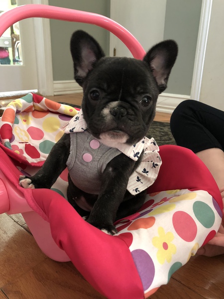 Pippa