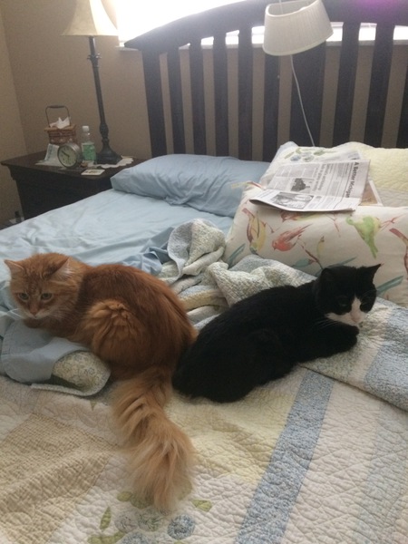 Simba (on the left) and Tedu (on the right)
