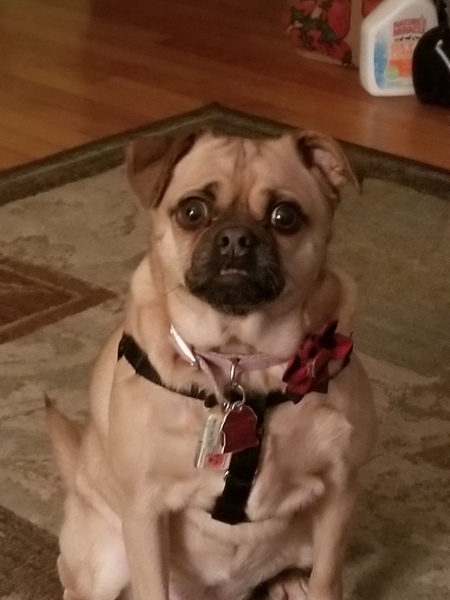 Dina