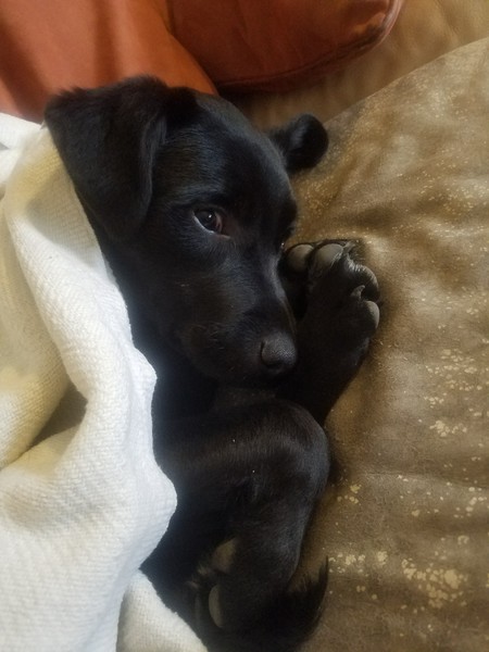 Opie