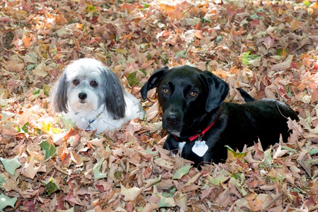 ACE and MAX 