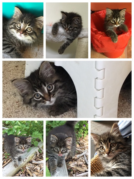Miss Charlie