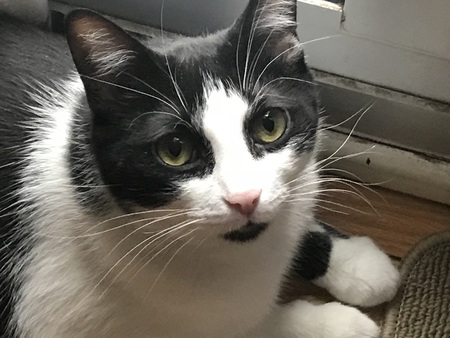 Oscar