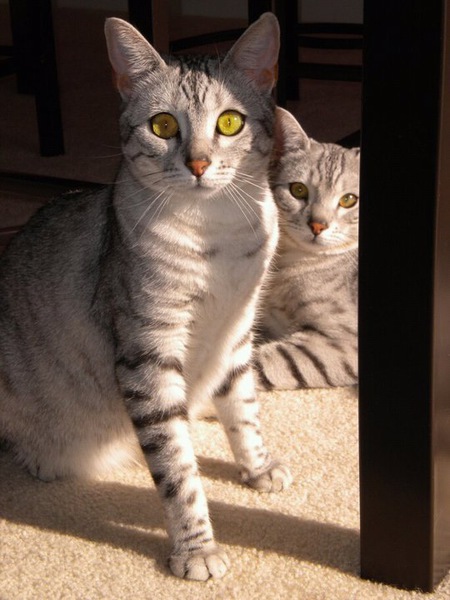 Isis & Ptolemy