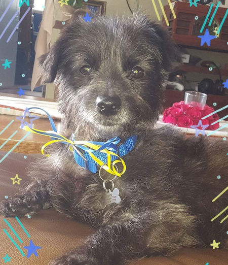 Our rescue boy Brady