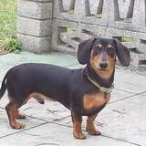 Entry image for Frankie 