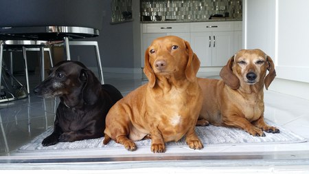 Carly, Birdie and Coco Album Cover