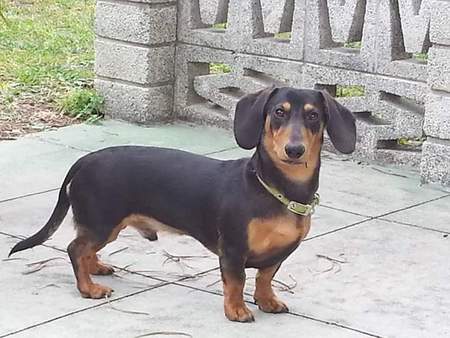 Entry image for Frankie . Clicking this image will show a larger photo