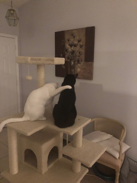 Neige and Nero