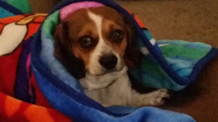Fritz