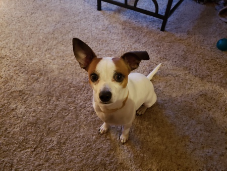 Jax