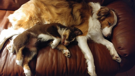 Hendrix and Piper