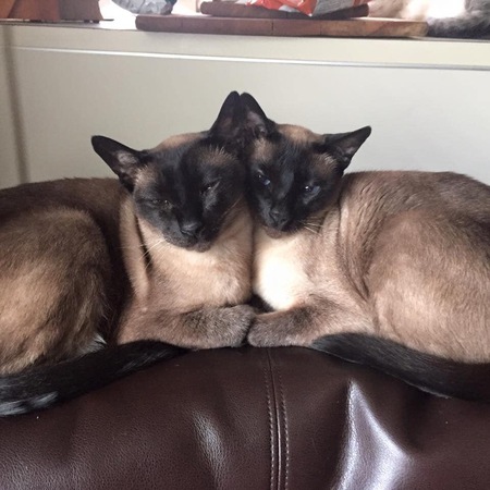 Cleo & Sheeba 