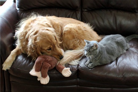 Utah and Tiger