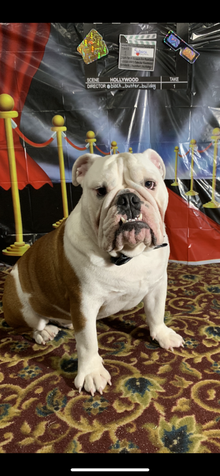 block_buster_bulldog