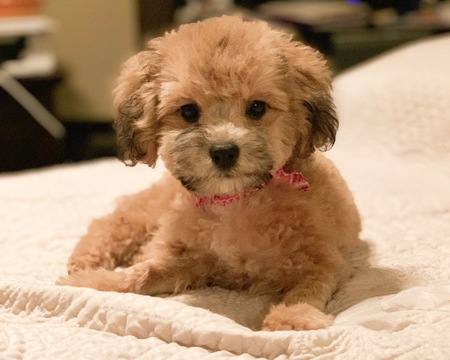 Ginger