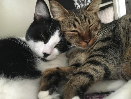 Bandit and Charlie