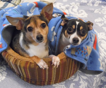 BEST BUDDIES PHOEBE & LEXI