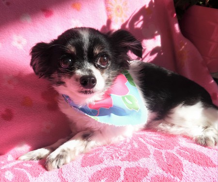 PIPPA
