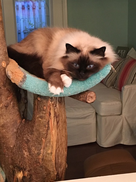 Zak