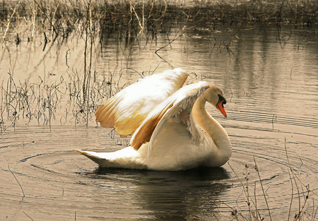 Swan at Ringwood State Park