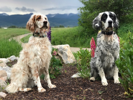 Riley and Ranger